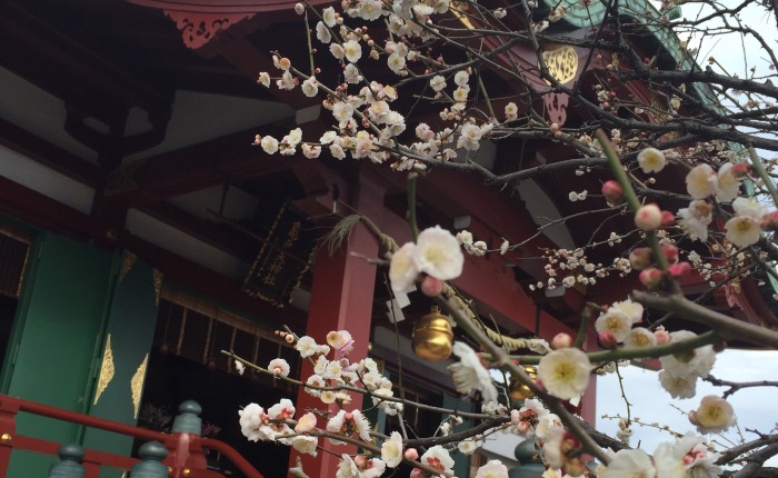 Plum blossoms, soon be at their peak 梅 もうすぐ満開 Kameido Tenjin 亀戸天神 #plum #blossom #kameido #梅 #亀戸天神