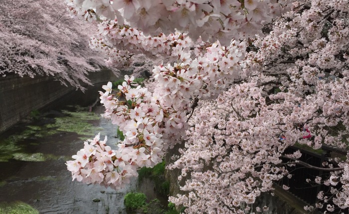 祖師谷公園 桜満開 cherry blossoms in full bloom, Soshigaya Park #Setagaya #cherryblossom #世田谷 #さくら